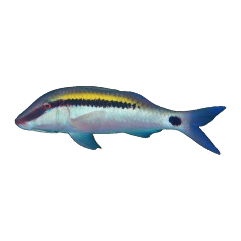 Dot Dash Goatfish | Parupeneus barberinus
