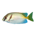 Doublebar Rabbitfish | Siganus virgatus
