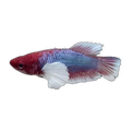 Dumbo Female Fighting Fish | Betta splendens