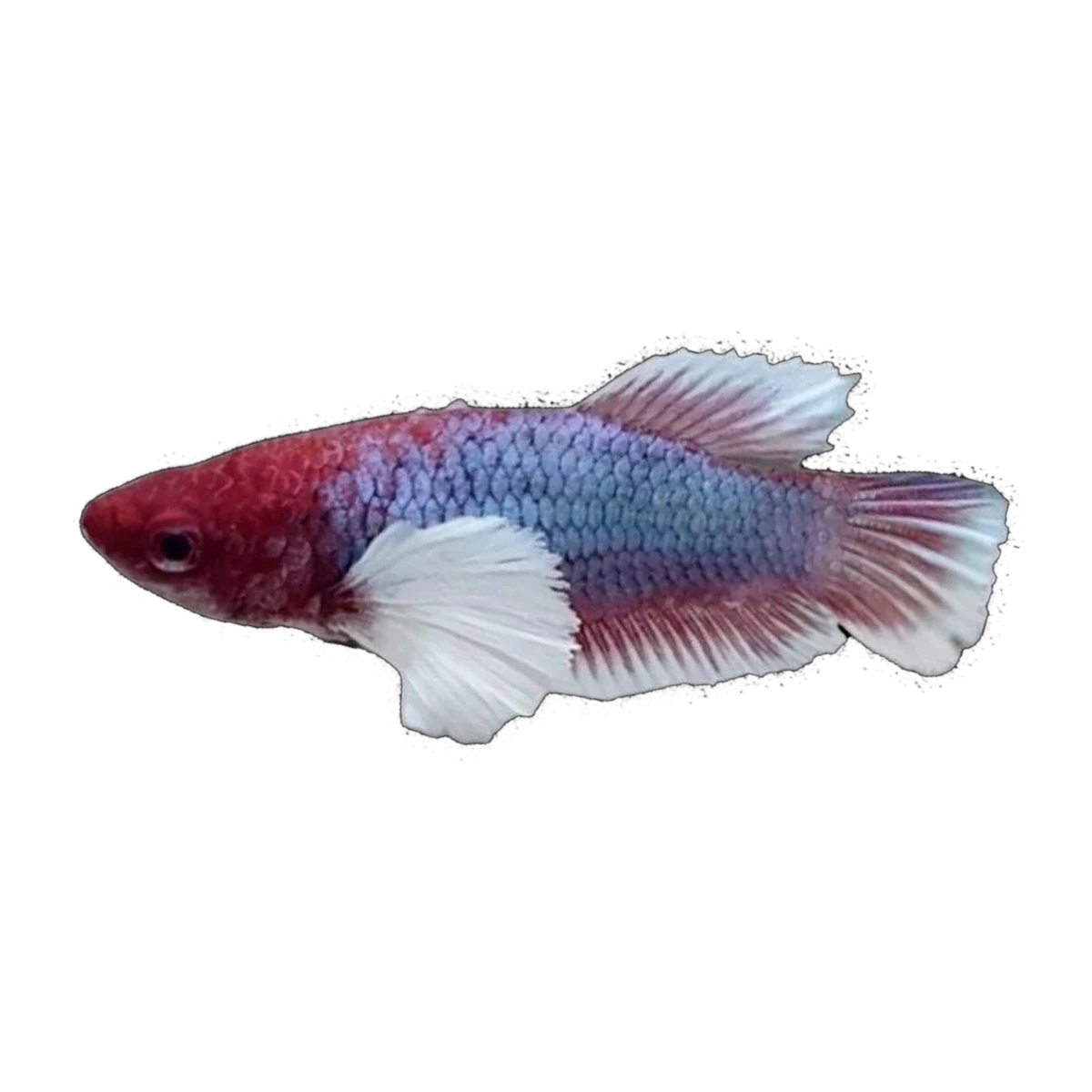 Dumbo Female Fighting Fish | Betta splendens