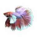 Dumbo Fighting Fish Male | Betta splendens