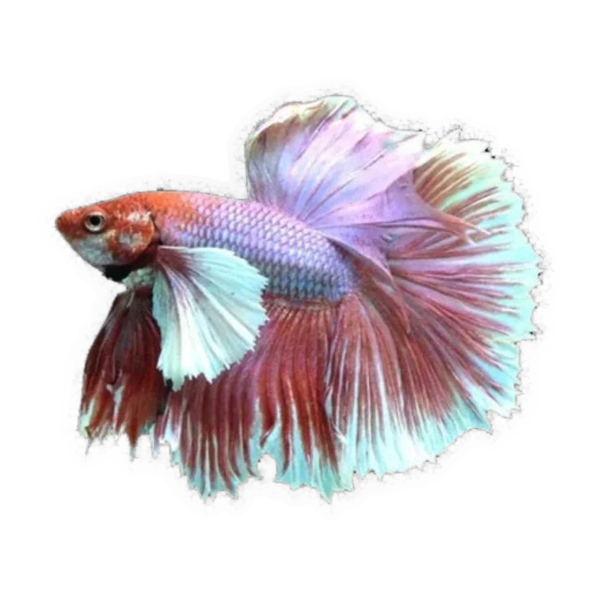 Dumbo Fighting Fish Male | Betta splendens