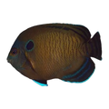 Dusky Angelfish | Centropyge multispinis