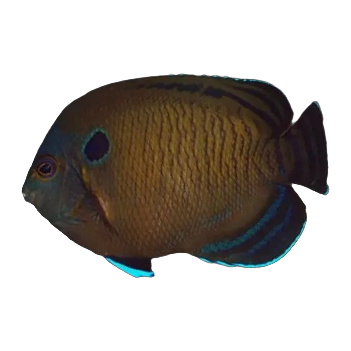 Dusky Angelfish | Centropyge multispinis