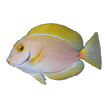 Dussumieri Tang | Acanthurus dussumieri