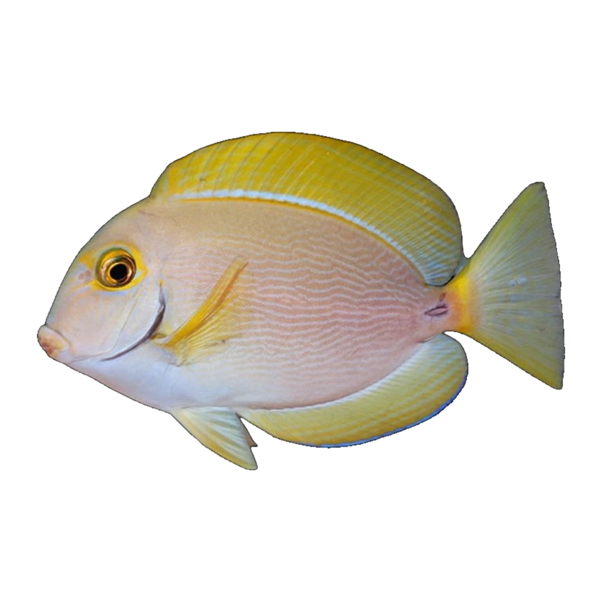 Dussumieri Tang | Acanthurus dussumieri