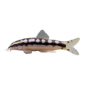 Dwarf Chain Loach