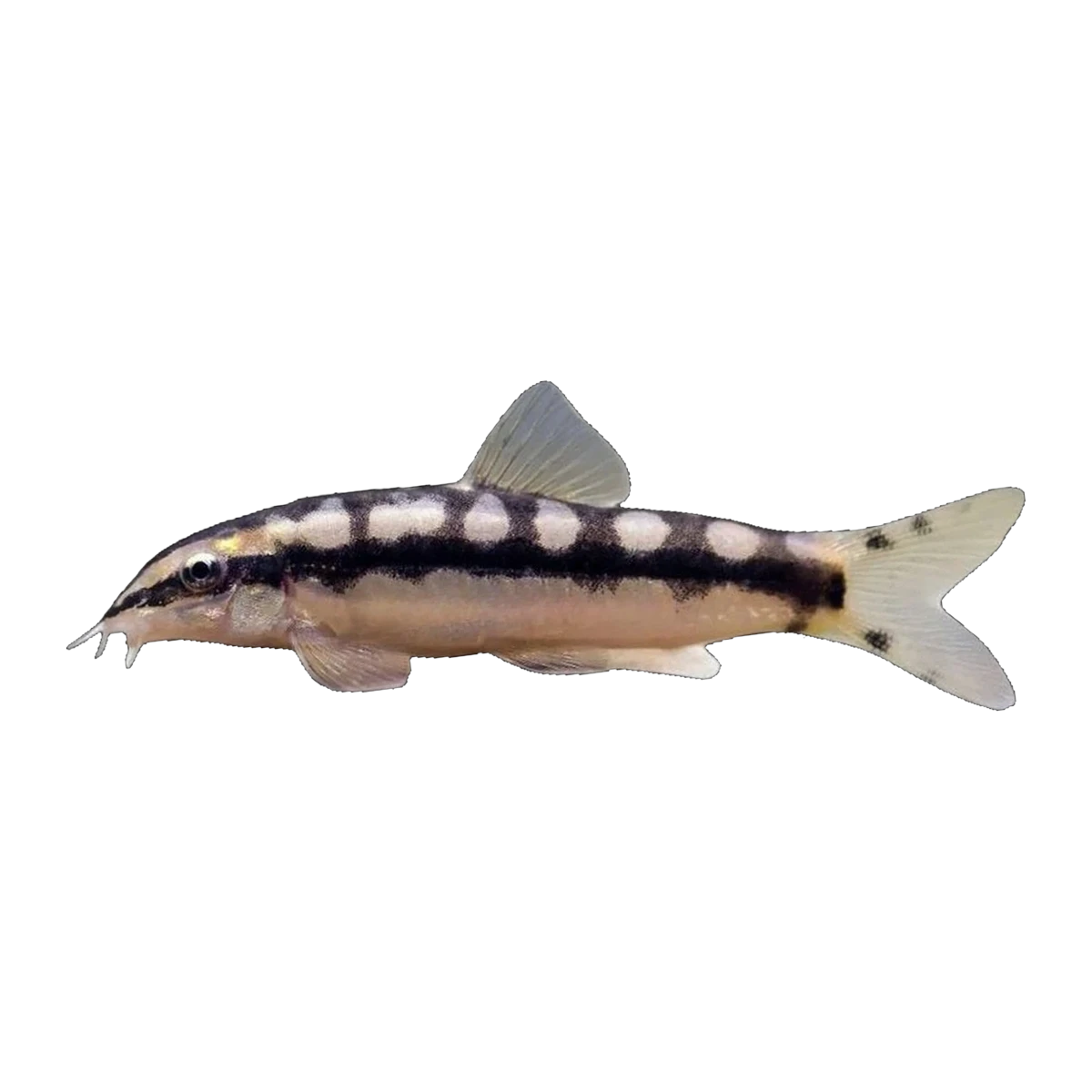 Dwarf Chain Loach