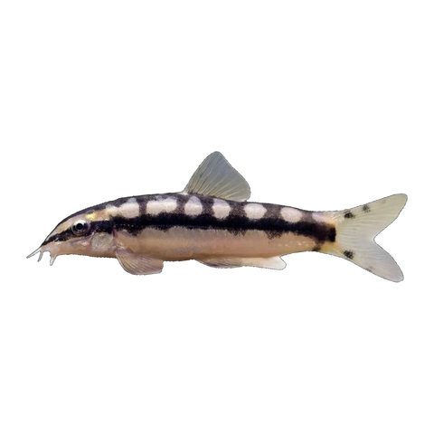 Dwarf Chain Loach
