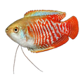 Dwarf Gourami