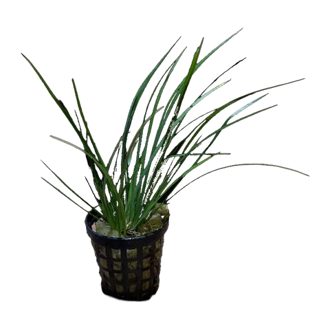 Dwarf Green Rush | Juncus ensifolius