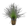 Dwarf Hairgrass In Pot | Eleocharis acicularis
