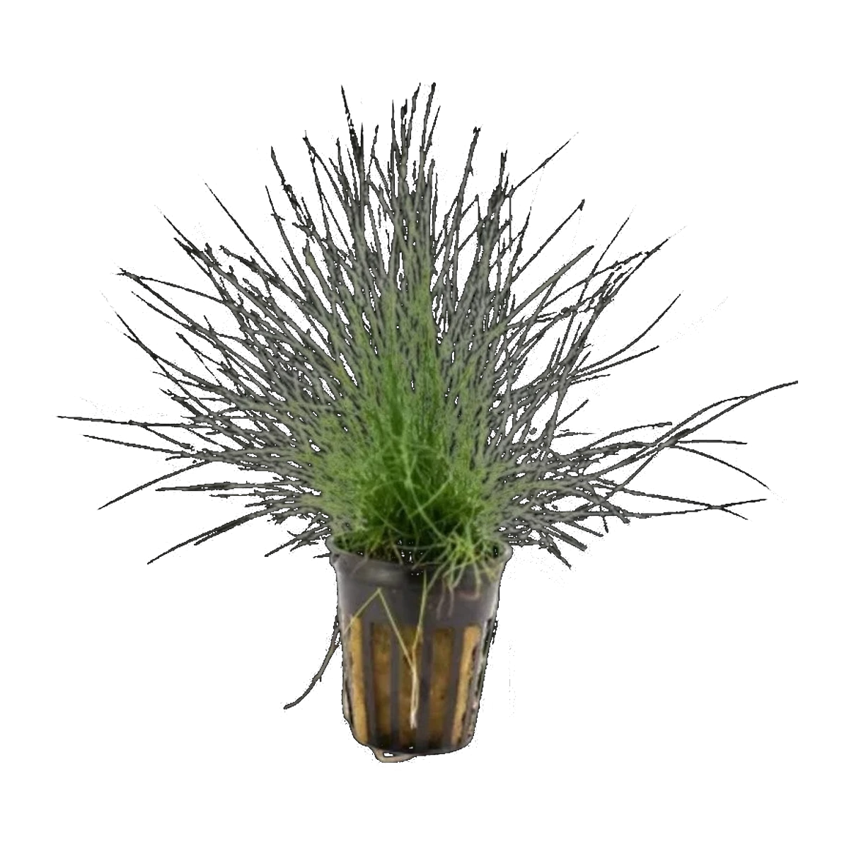 Dwarf Hairgrass In Pot | Eleocharis acicularis