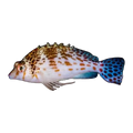Dwarf Hawkfish | Cirrhitichthys falco