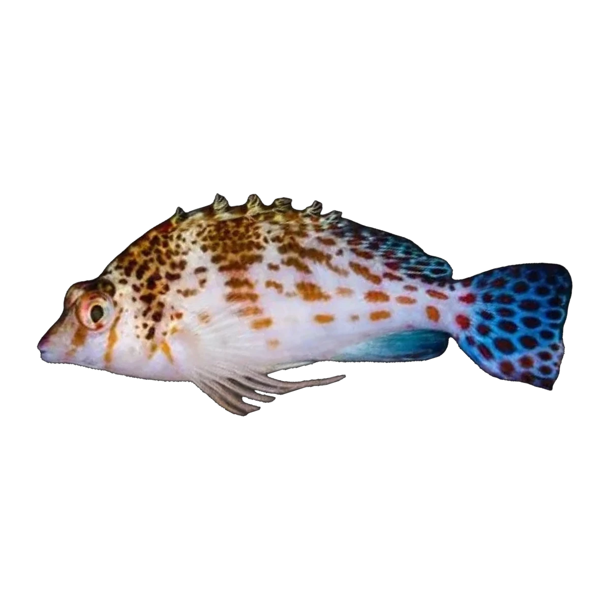 Dwarf Hawkfish | Cirrhitichthys falco