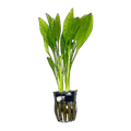 E. Amazon | Echinodorus grisebachii
