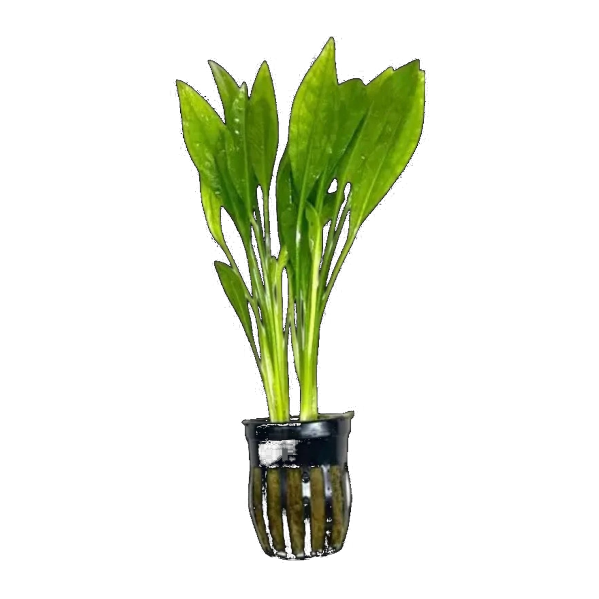 E. Amazon | Echinodorus grisebachii