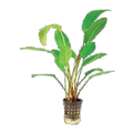 E. Fire Feather | Echinodorus 'Tanzende Feuerfeder'