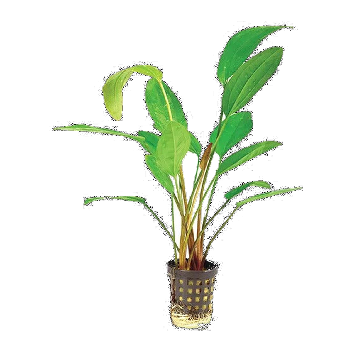 E. Fire Feather | Echinodorus 'Tanzende Feuerfeder'