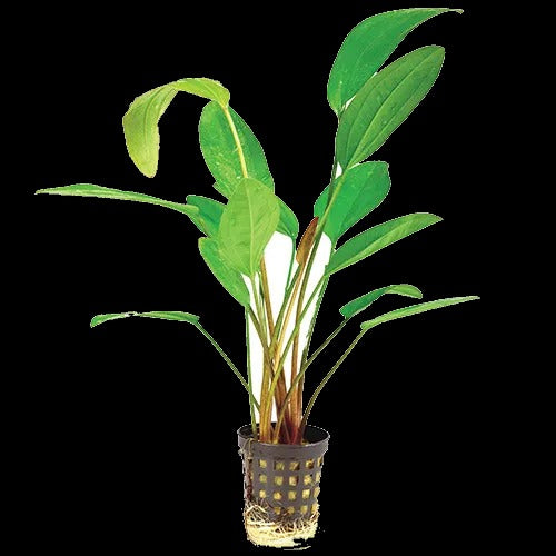 E. Fire Feather | Echinodorus 'Tanzende Feuerfeder'