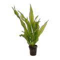 E. Frilly | Echinodorus 'Frilly'