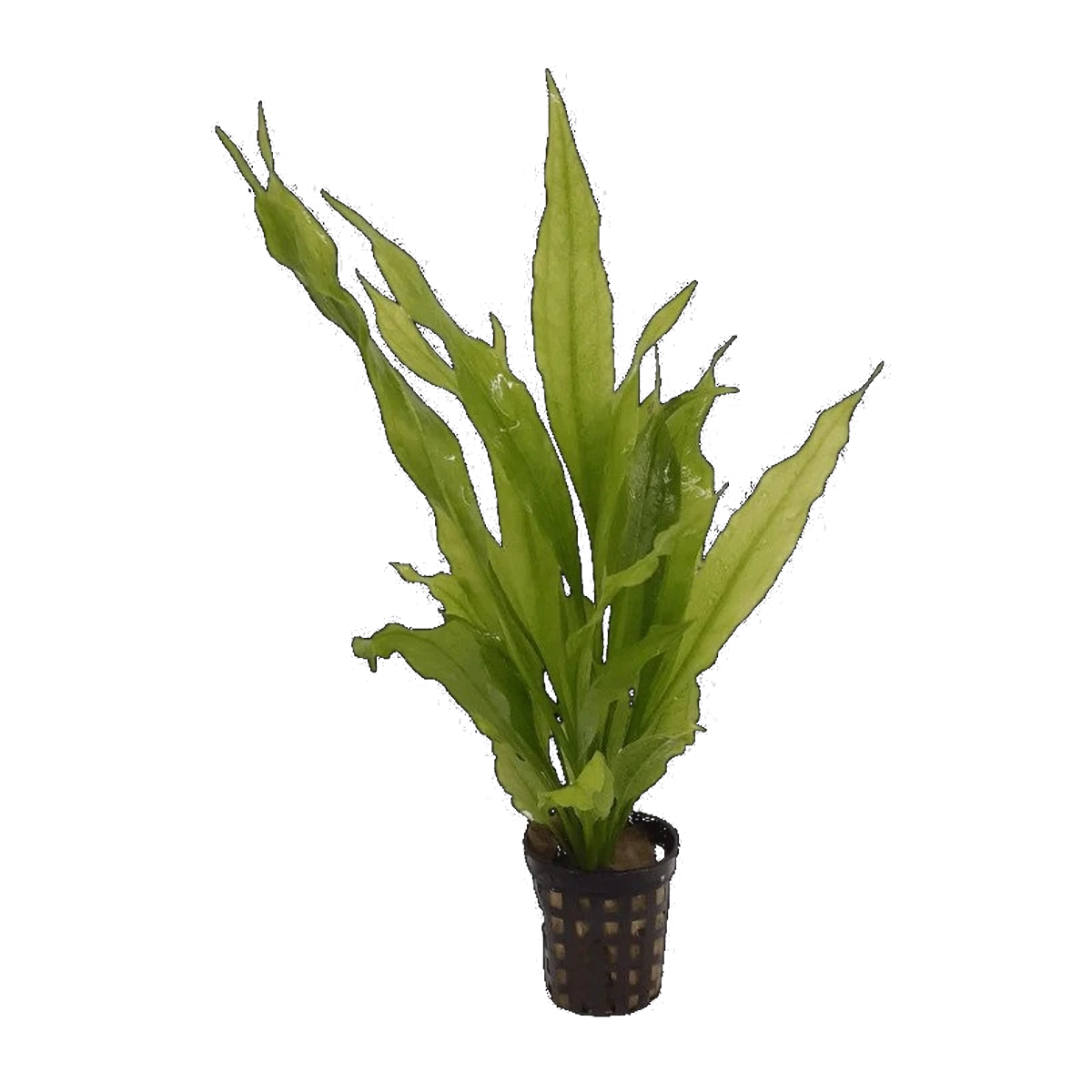 E. Frilly | Echinodorus 'Frilly'