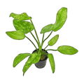 E. Marble Queen | Echinodorus cordifolius 'Marble Queen'