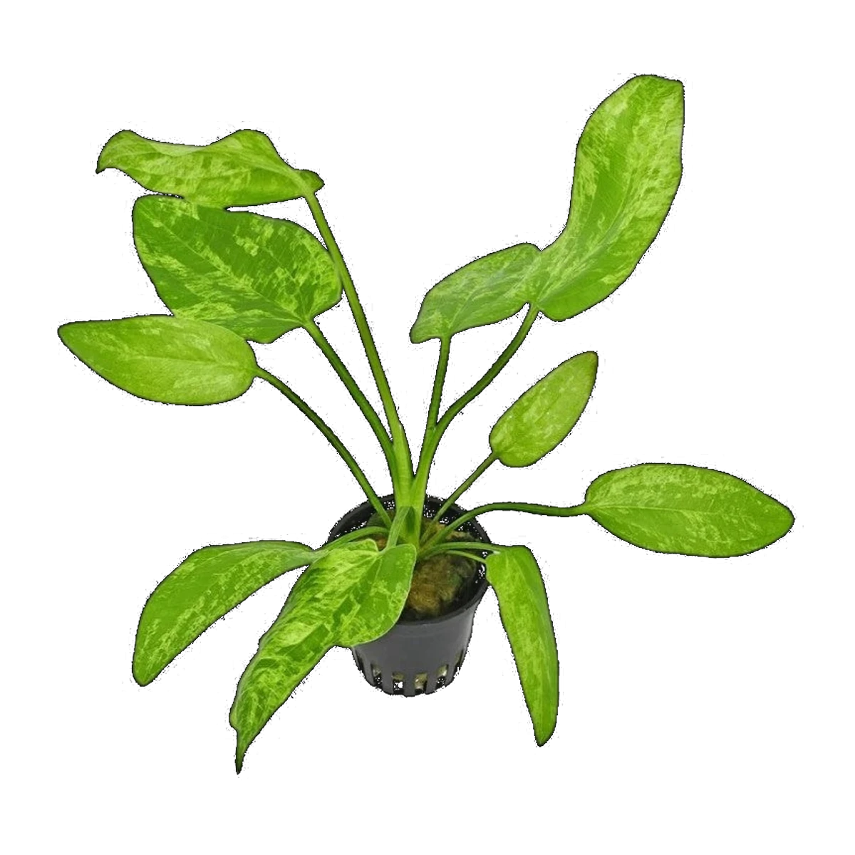 E. Marble Queen | Echinodorus cordifolius 'Marble Queen'