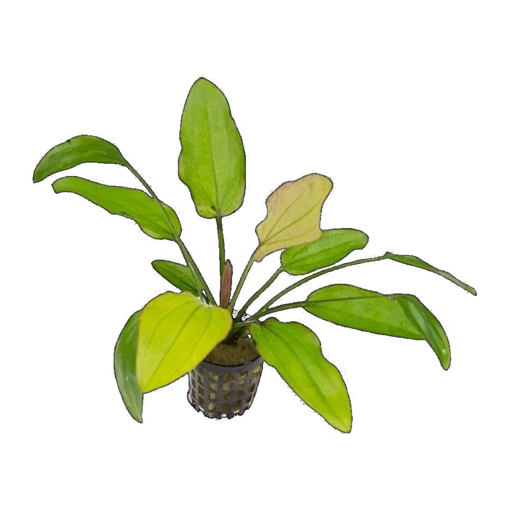 E. Oriental | Echinodorus 'Oriental'