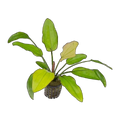E. Oriental | Echinodorus 'Oriental'