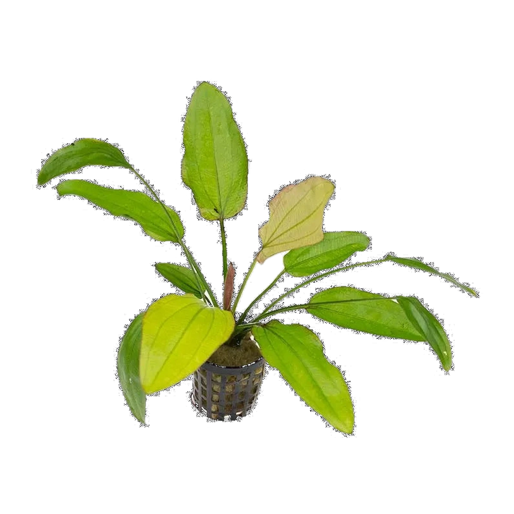 E. Oriental | Echinodorus 'Oriental'