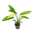 E. Ozelot Nile Queen | Echinodorus 'Ozelot Nile Queen'