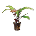 E. Red Devil | Echinodorus 'Red Devil'