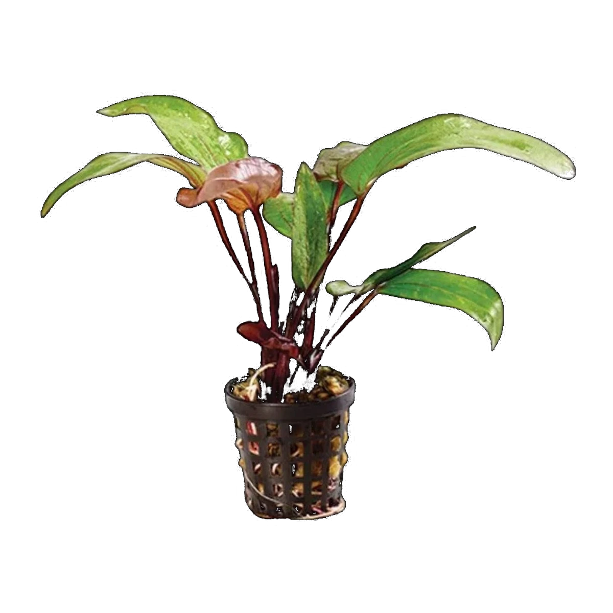 E. Red Devil | Echinodorus 'Red Devil'
