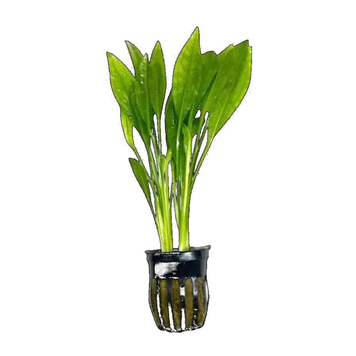 E. Tropica | Echinodorus parviflorus 'Tropica'