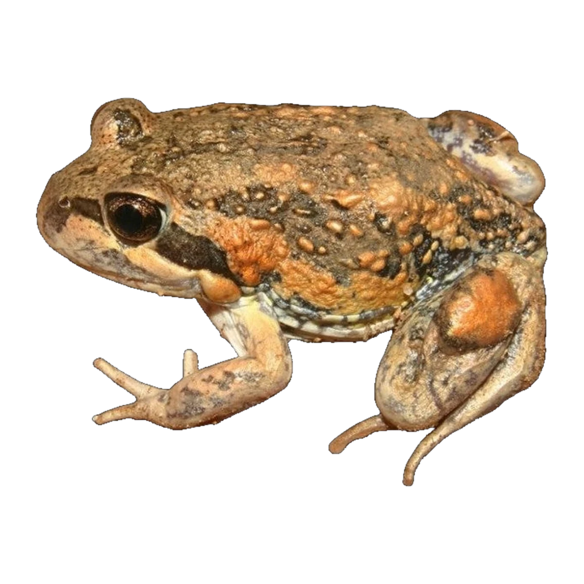 Eastern Banjo Frog | Limnodynastes dumerilii