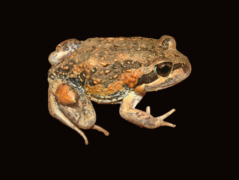 Eastern Banjo Frog | Limnodynastes dumerilii