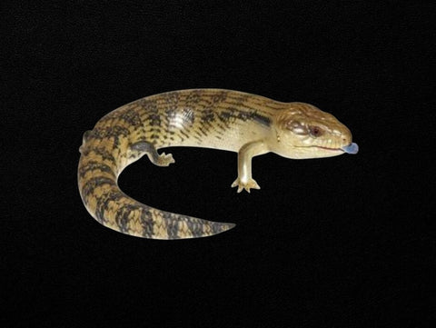 Blue-tongue Skink | Tiliqua scincoides scincoides