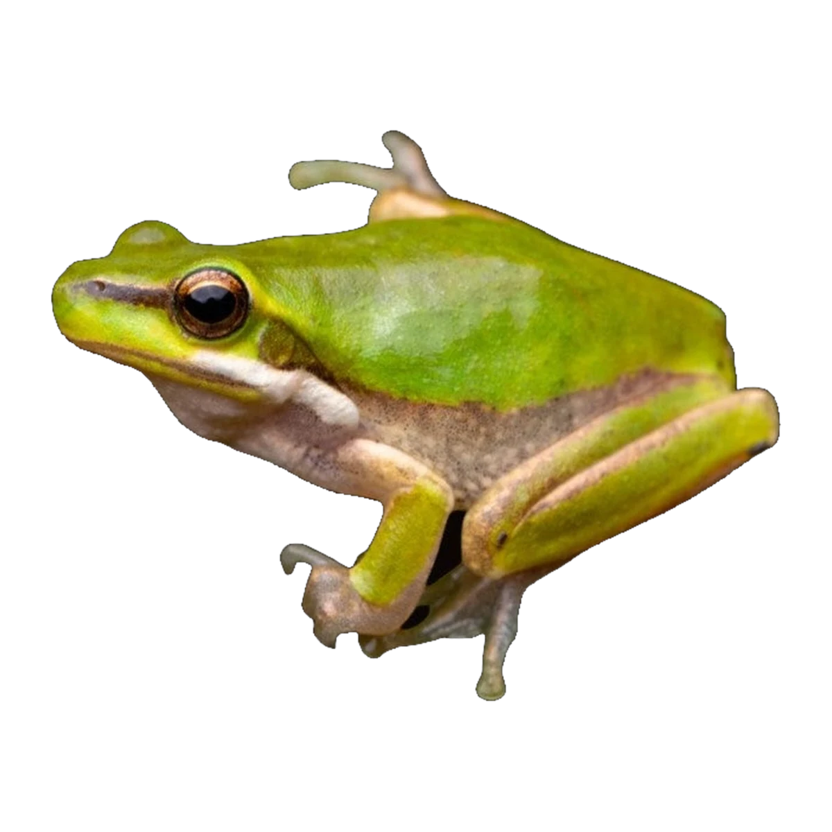 Eastern Dwarf Tree Frog | Drymomantis fallax