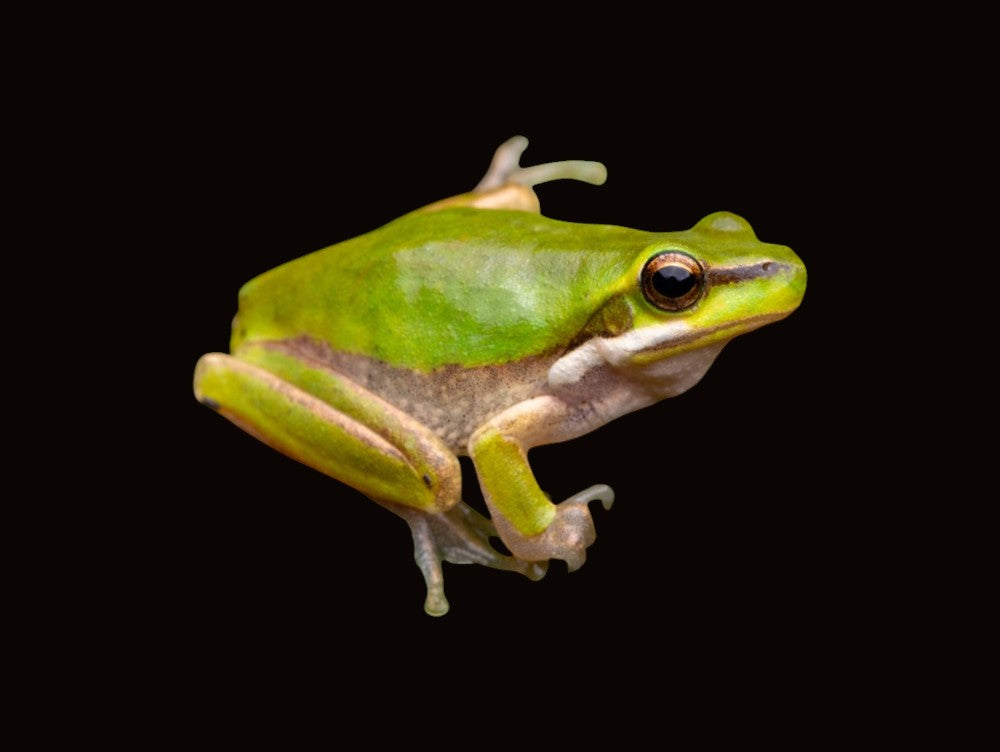 Eastern Dwarf Tree Frog | Drymomantis fallax
