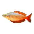 Eastern Rainbowfish | Melanotaenia splendida