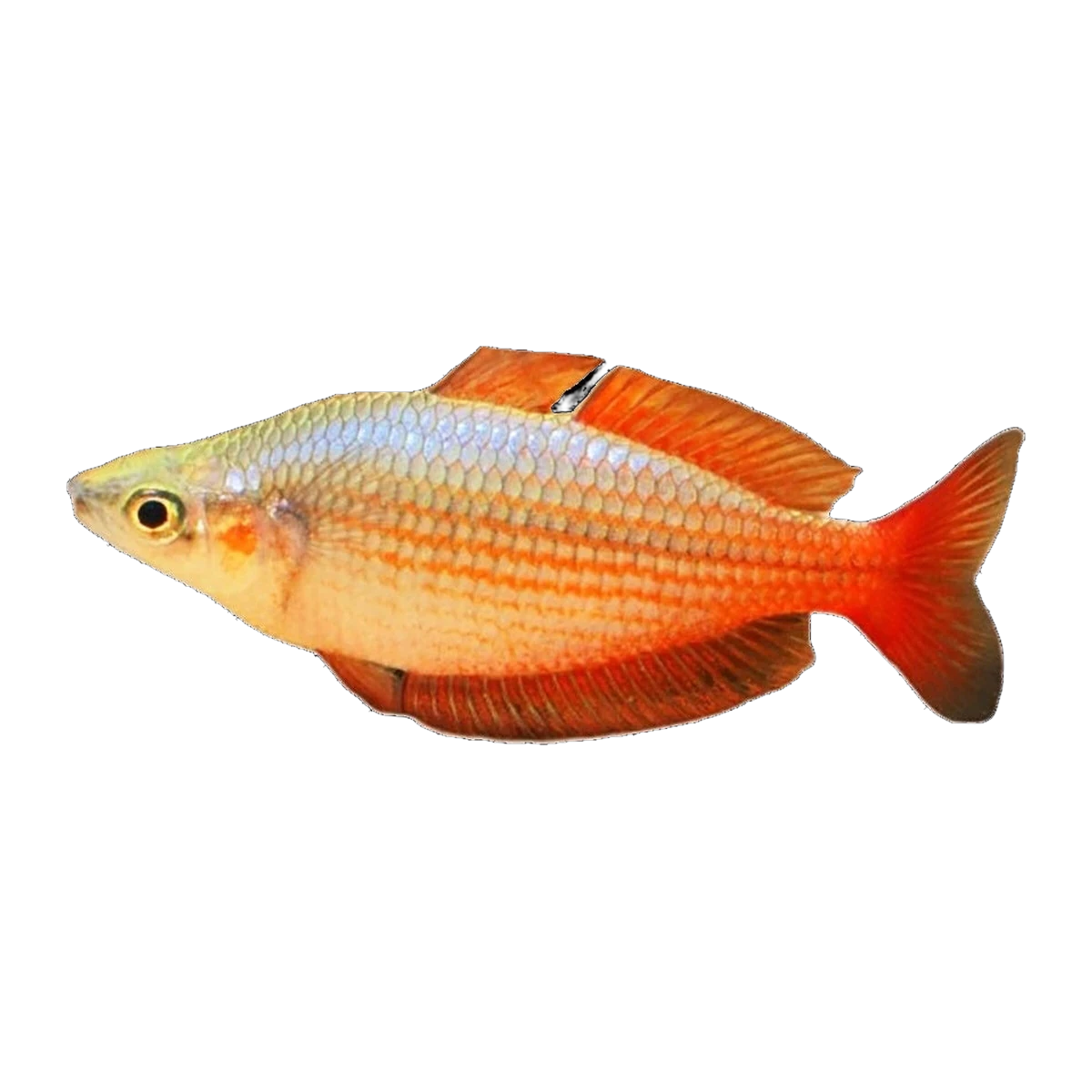 Eastern Rainbowfish | Melanotaenia splendida