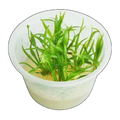 Bolivian Chain Sword | Helanthium bolivianum