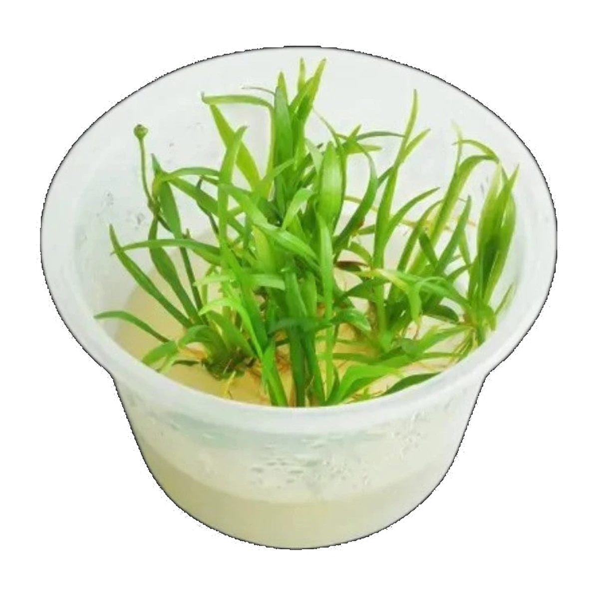 Bolivian Chain Sword | Helanthium bolivianum