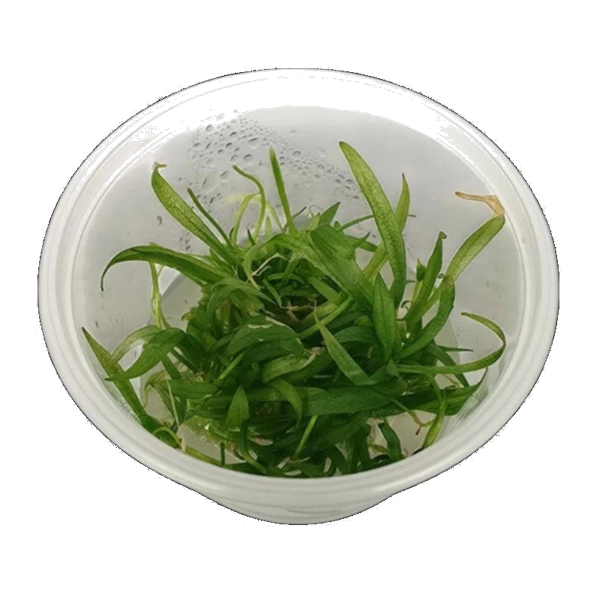 Bolivian Chain Sword (Rusby) | Helanthium bolivianum