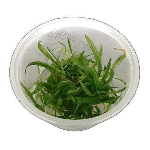 Bolivian Chain Sword (Rusby) | Helanthium bolivianum