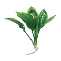 Echinodorus Compact Bleheri | Echinodorus grisebachii 'Bleherae'