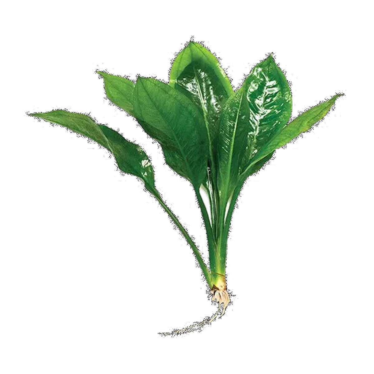 Echinodorus Compact Bleheri | Echinodorus grisebachii 'Bleherae'