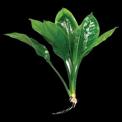 Echinodorus Compact Bleheri | Echinodorus grisebachii 'Bleherae'