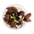 Echinodorus Fancy Twist | Echinodorus 'Fancy Twist'